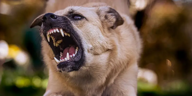 dog bite lawyer tacoma wa